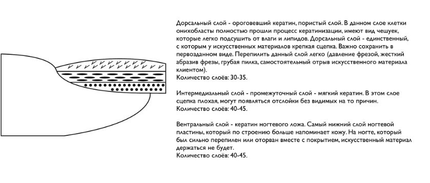 слои ногтя