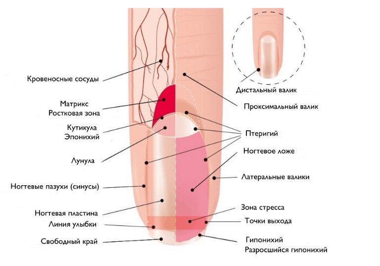строение ногтевого аппарата