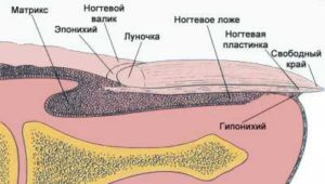 Анатомия строения ногтя