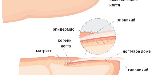 Заболевания ногтей