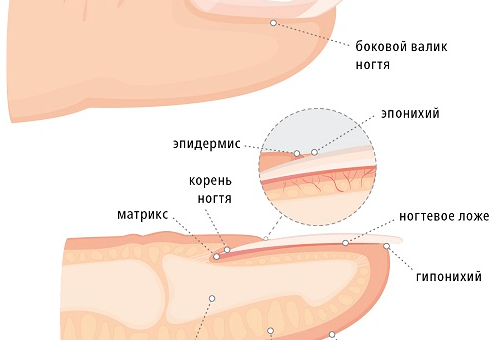 Заболевания ногтей