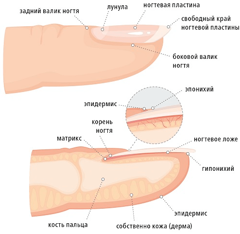 Заболевания ногтей